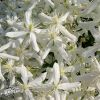 Clematis Mandschurica